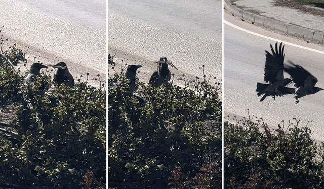 Eskişehir’de kargaların yuva hazırlığı görüntülendi