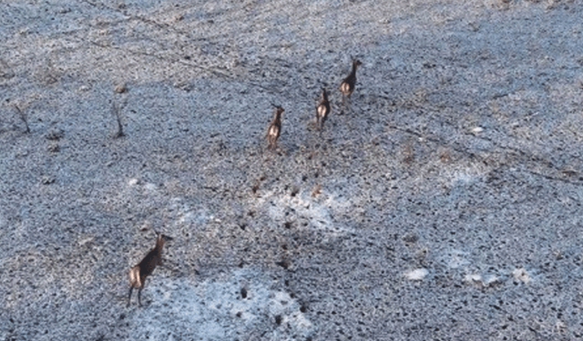 Eskişehir’de kartpostallık an: Karlar üzerinde koşan geyikler kamerada