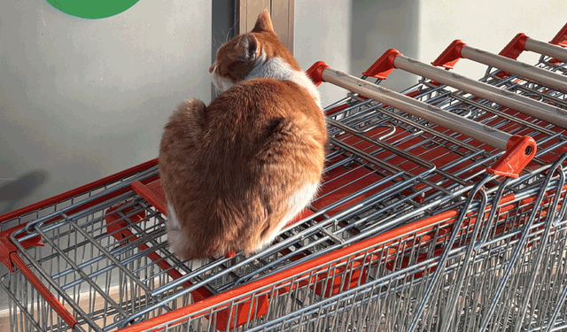 Eskişehir’de market önünde gülümseten an