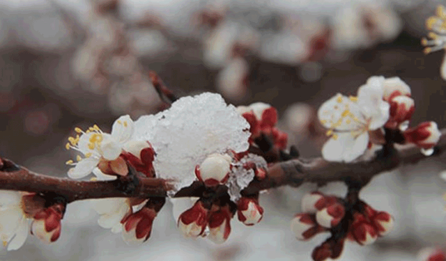 Eskişehir’e Meteoroloji’den zirai don uyarısı