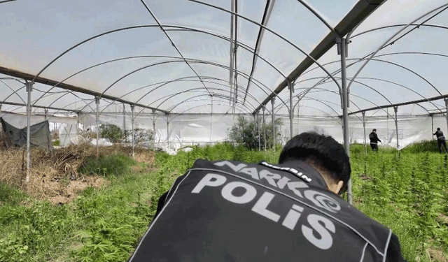 Mersin'de seraya baskın: Binlerce kök Hint keneviri ele geçirildi