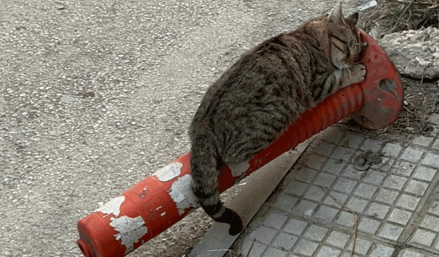 Sokak kedisinin keyfi görenleri gülümsetti