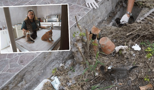 Bilecik’te mazgala sıkışan kedi yavruları kurtarıldı