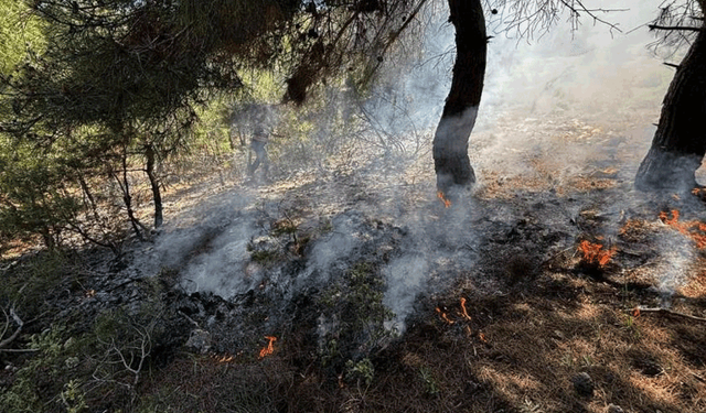 Bilecik’te ormanlık alanda yangın çıktı