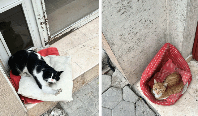 Eskişehir’de kedilerin keyfi gülümsetti