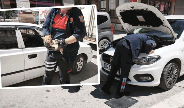 Afyon'da motor bölümüne sıkışan kedi bu kez itfaiyecinin aracına kaçtı