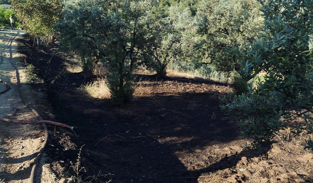 Bilecik'te zeytin tarlasında yangın