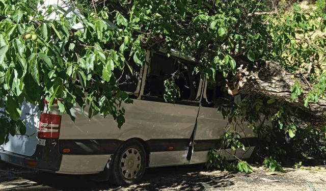 Hakkari'de park halindeki aracın üzerine ceviz ağacı devrildi