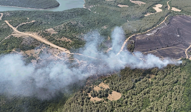 Tekirdağ'da anız yangını ormana sıçradı