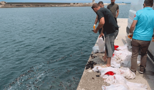 Yalova'da 3 ton kaçak midye ele geçirildi