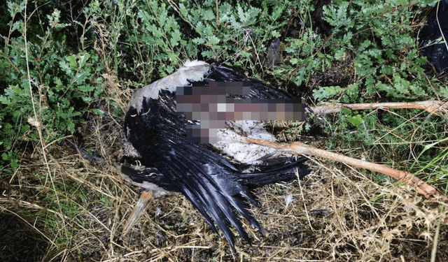 Bilecik'te kuşun elektrik teline çarpması sonucu çıkan yangın kontrol altına alındı