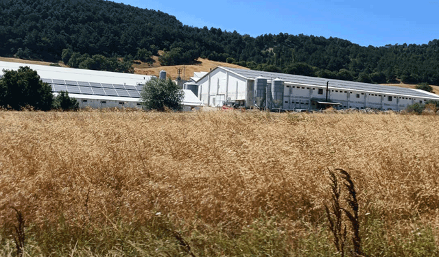 Bolu'da hindi çiftliğinde korkutan yangın: Facianın eşiğinden dönüldü