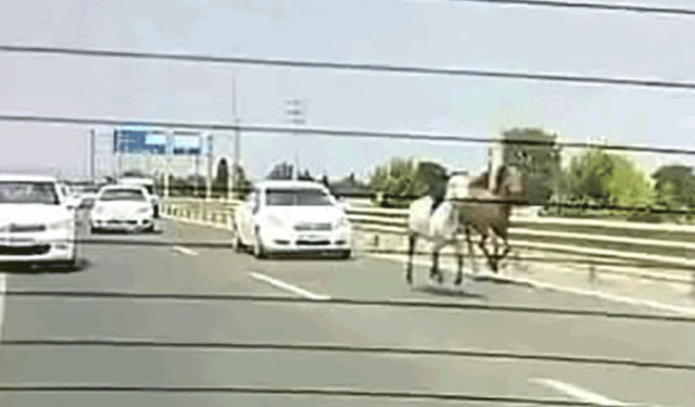 Bursa'da başıboş atlar trafikte araçlarla yarıştı