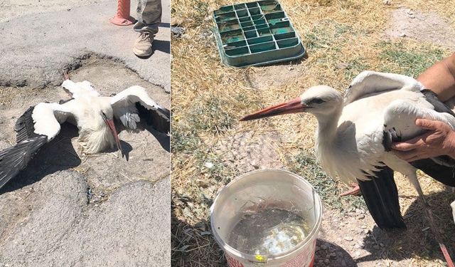 Büyükşehir Belediyesi çöplüğünde bacağı kırık halde bulunan leylek 4 gündür yardım bekliyor