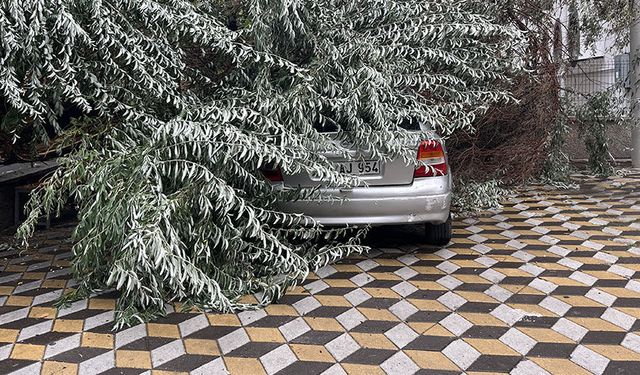 Niğde'de devrilen ağaç park halindeki aracın üzerine düştü