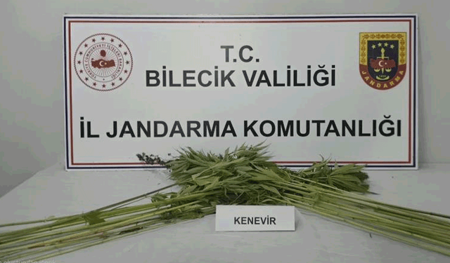 Bilecik’te tarlada kenevir bitkisi ele geçirildi