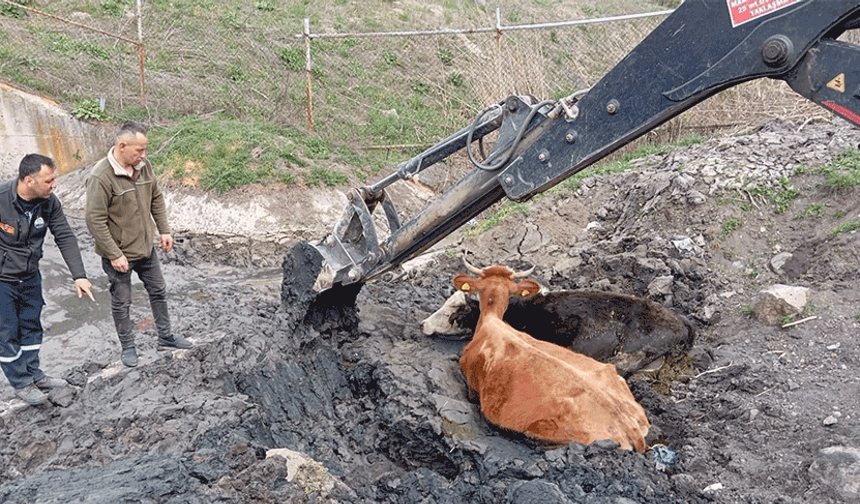 Bolu'da çamura saplanan inekler kepçe ile kurtarıldı