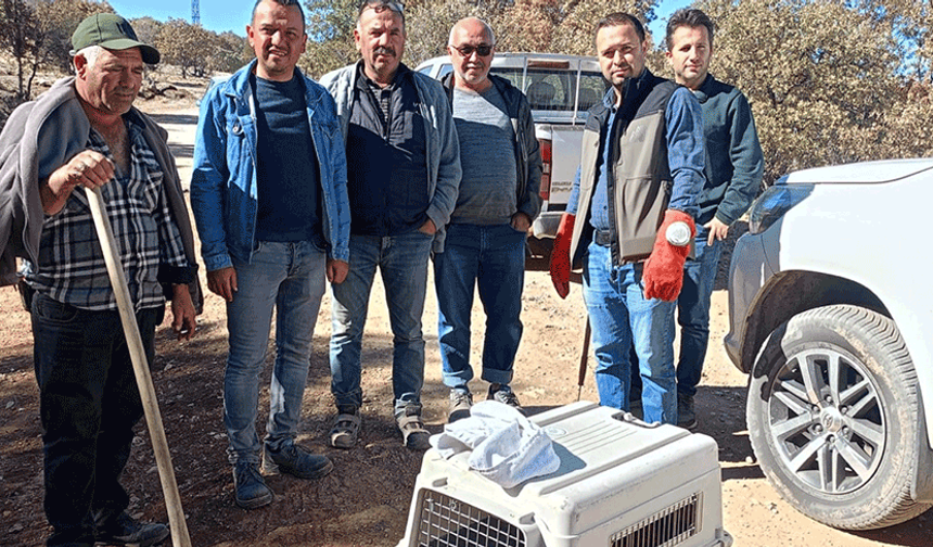 Afyon'da yaralı halde bulunan kızıl şahin ve çakal koruma altına alındı