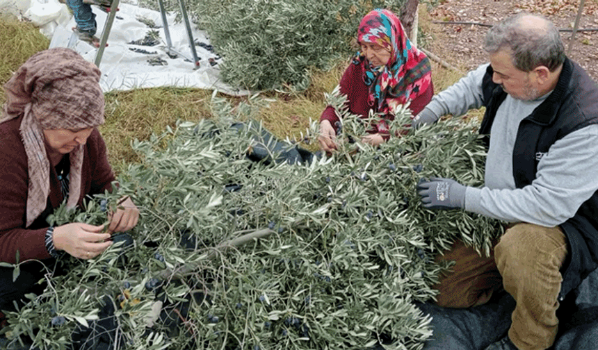 Eskişehir’de zeytin bereketi! Çiftçiler: ‘Son yılların en iyisi’