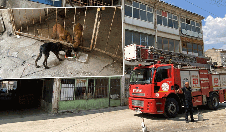 Eskişehir’de 15 gün depoda mahsur kalan köpekler itfaiye yardımıyla kurtarıldı