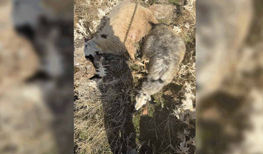 Elazığ'da sürüden ayrılan koyunları kurt kaptı
