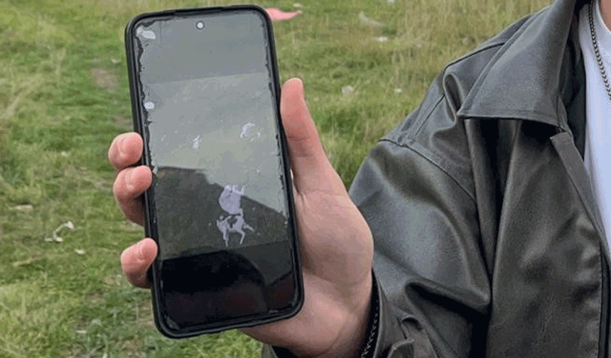 Eskişehir’de korkunç görüntü: 8 kedi ölüsü bulundu