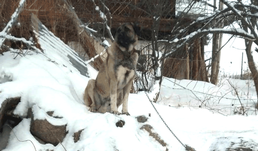 Artvin’de 6 kurt köye indi, Bekçi köpeği meydan okudu