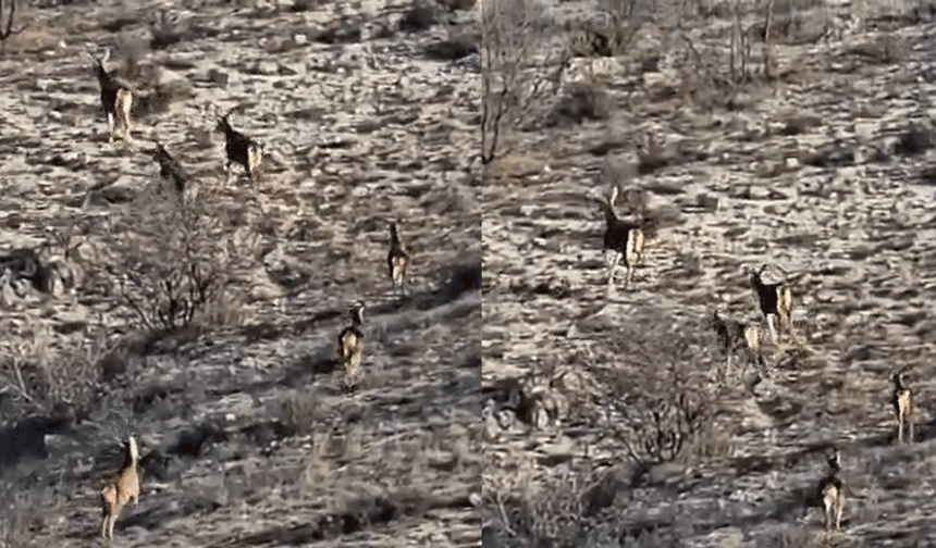 Eskişehir'de görüntülenen geyikler hayran bıraktı