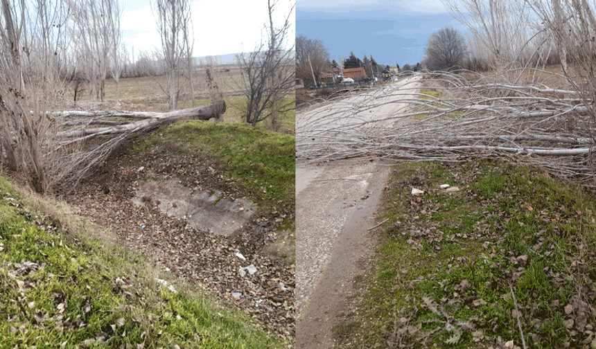 Eskişehir’de şiddetli rüzgar ağaçları devirdi