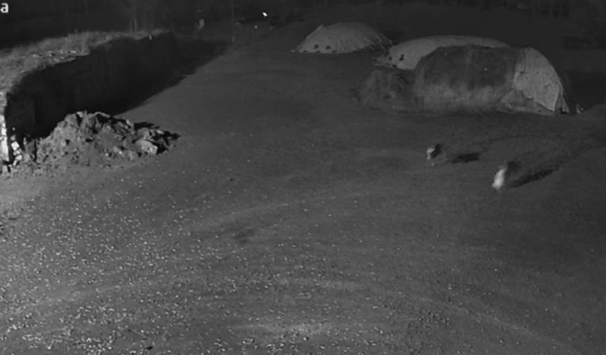 Kars’ta kurtlar köpeği götürdü