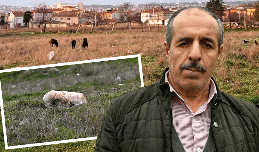 Eskişehir’de okul yanında başıboş köpek alarmı: Mahalleli tedirgin