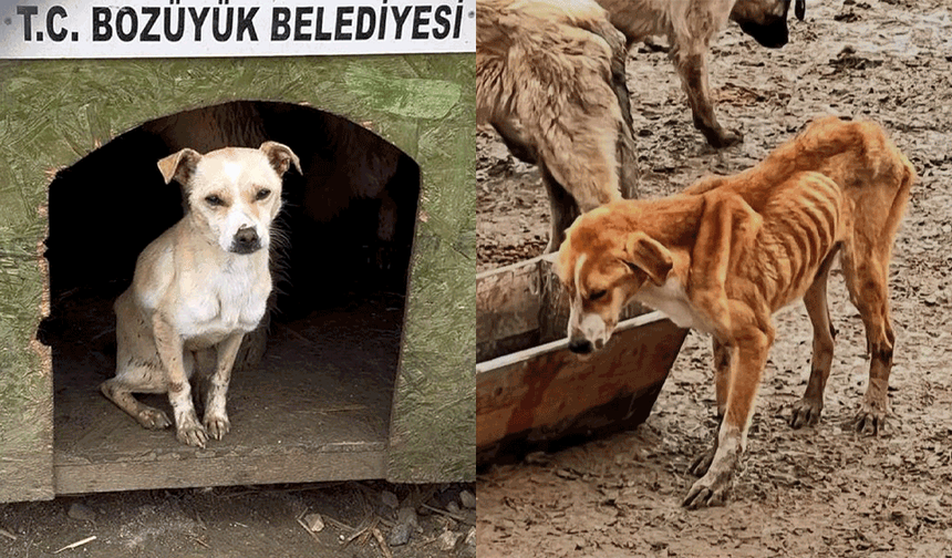 Barınakta aç kalan köpekler birbirini yedi: Valilikten soruşturma