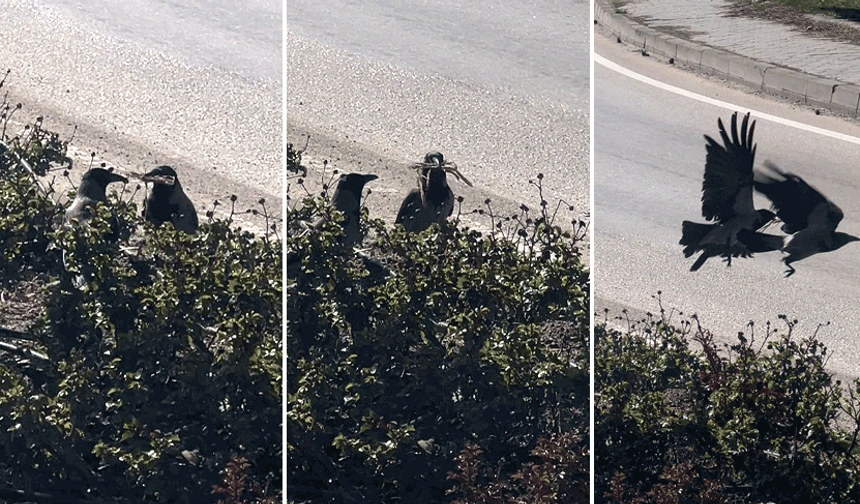 Eskişehir’de kargaların yuva hazırlığı görüntülendi
