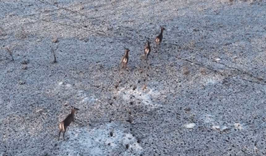 Eskişehir’de kartpostallık an: Karlar üzerinde koşan geyikler kamerada