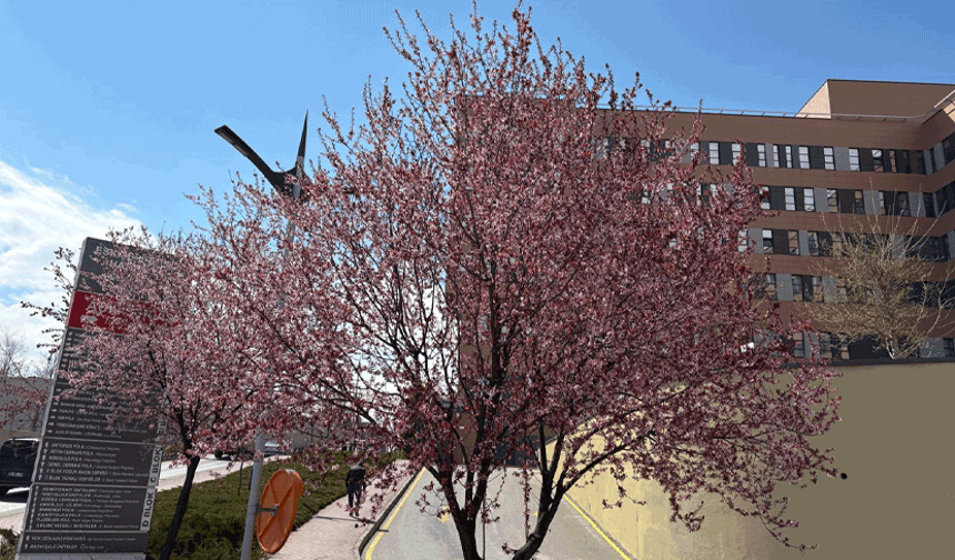 Eskişehir’de pembe çiçekler dikkat çekti