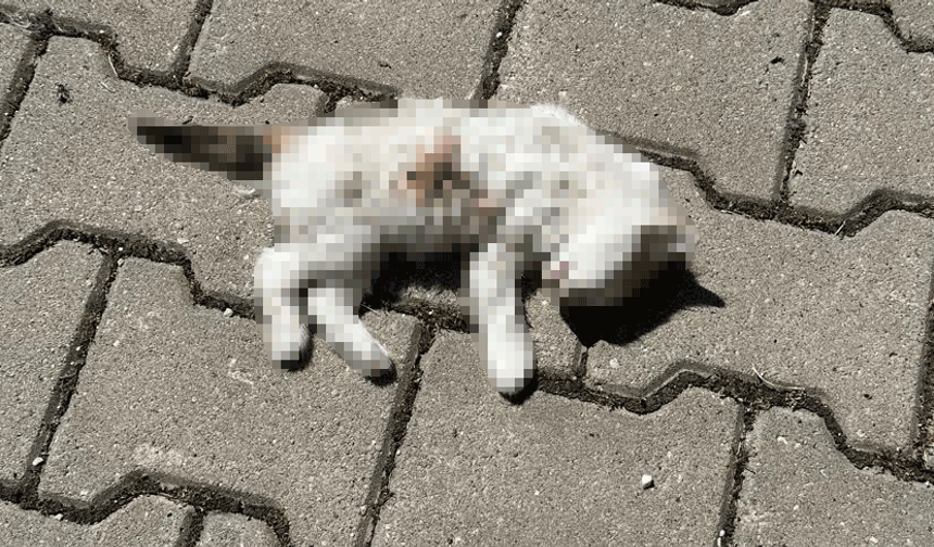 Sümer’de sokak köpekleri dehşet saçıyor