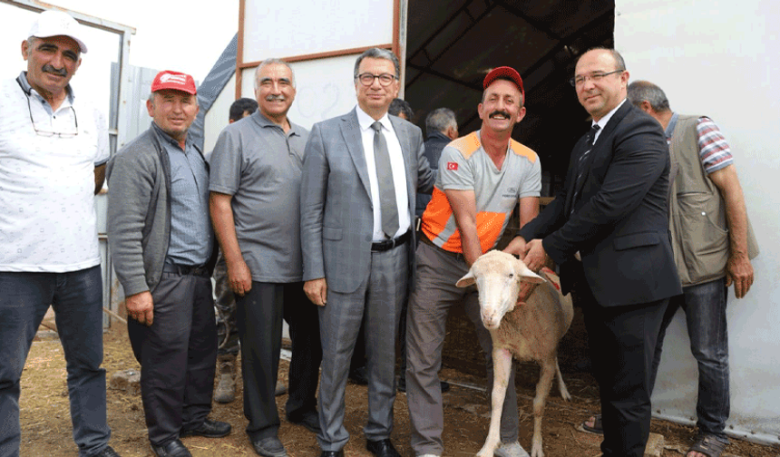 Büyükşehir ve Seyitgazi’den üreticilere damızlık koç desteği
