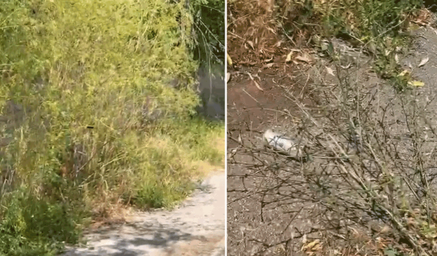 Sümer’de otlar insan boyunu aştı, yılanlar görülüyor, sineklerden cam açılamıyor