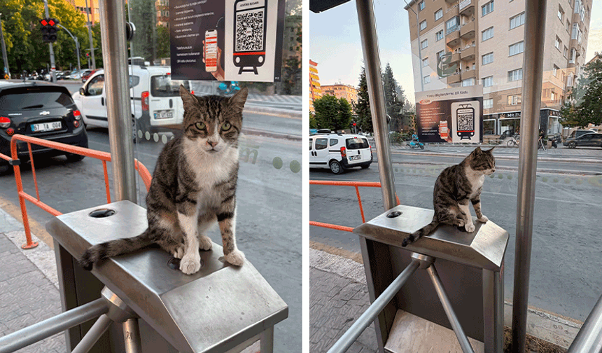 Eskişehir’de tramvay turnikesinin sevimli misafiri dikkat çekti