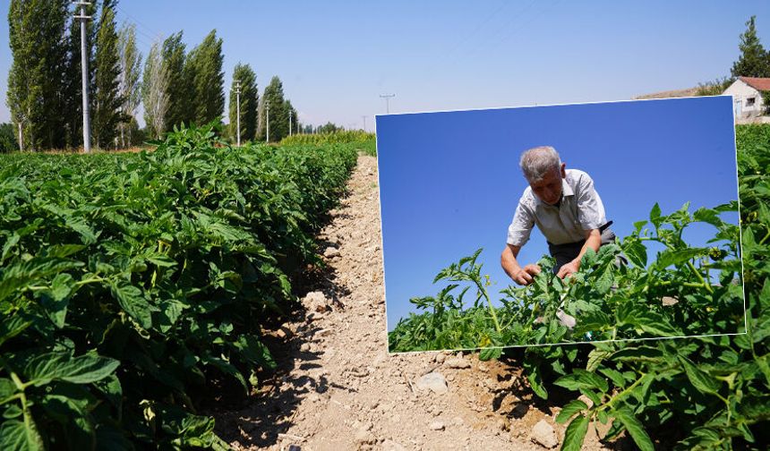 Tepebaşı’nda tarımda teknolojik devrim: Hastalık gelmeden uyarıyor, maliyetleri düşürüyor
