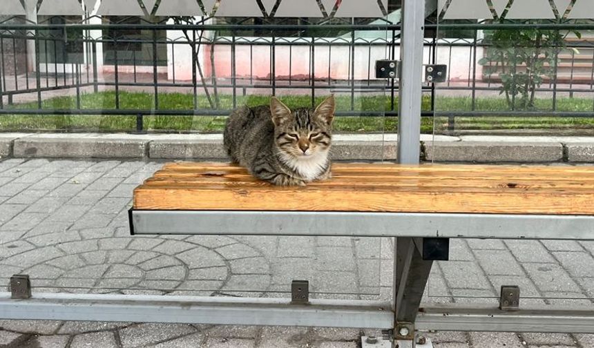 Eskişehir’de durağa oturan sevimli kedi ilgi odağı oldu