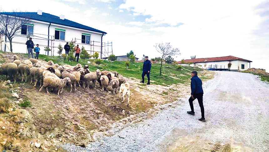 Eskişehir’de 33 küçükbaş hayvan dron desteğiyle bulundu