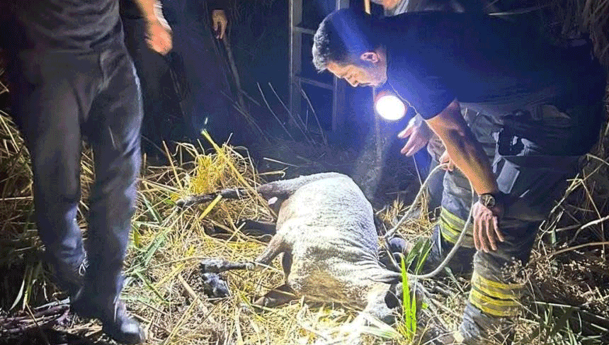 Tekirdağ'da su kuyusuna düşen koyun itfaiye ekiplerince kurtarıldı