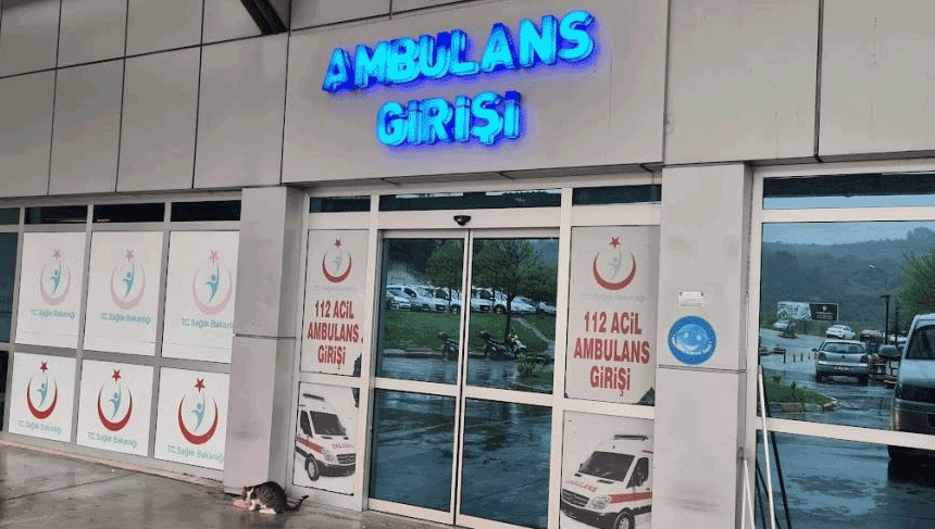 Zonguldak ağaçtan düşen adam, merdiveni tutan kişiyi de yaraladı